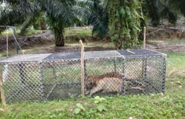 SUMATRA HARIMAU