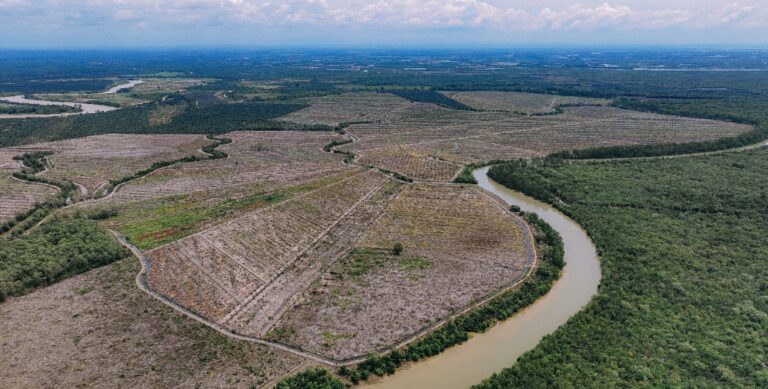 DEFORESTRASI